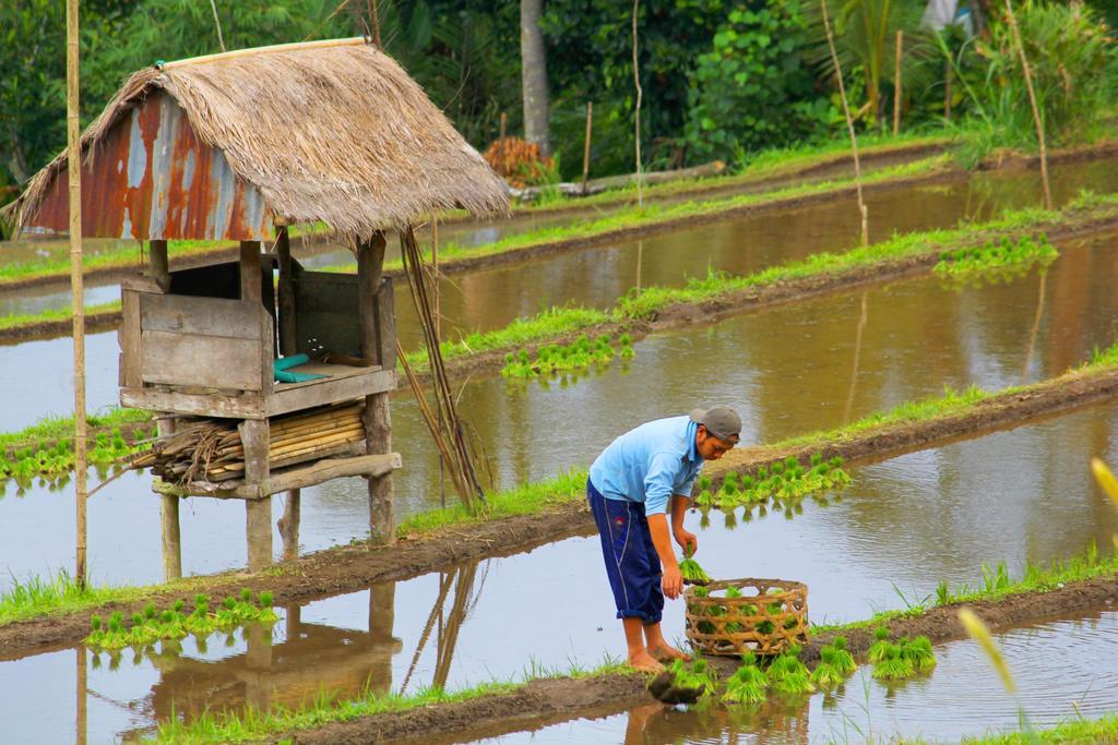 Hotel Bali Bening Munduk Zewnętrze zdjęcie